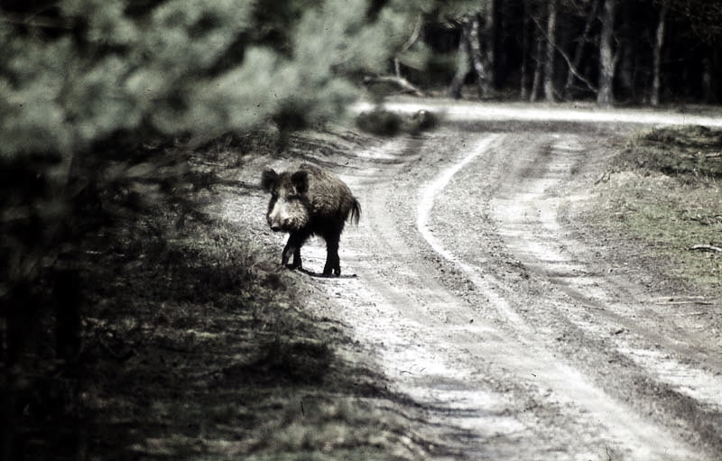 Jagdurlaub in Mecklenburg - Jagd Jagen Wald Wildtiere Mecklenburg